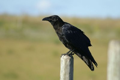 06762 - Northern Raven - Corvus corax