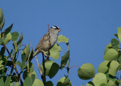 10112 - White-crowned Sparrow - Zonotrichia leucophrys