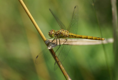 Steenrode Heidelibel