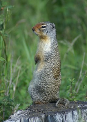 Columbian Ground Squirrel