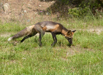 Crossfox
