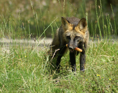 Crossfox
