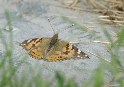 Painted Lady