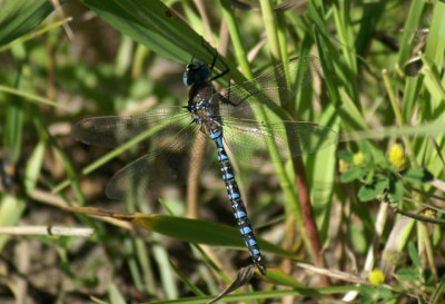 Variable Darner