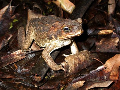 Australia - Overige dieren / Other wildlife