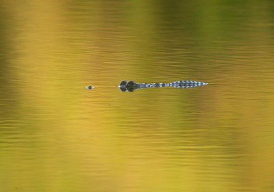 Saltwater Crocodile