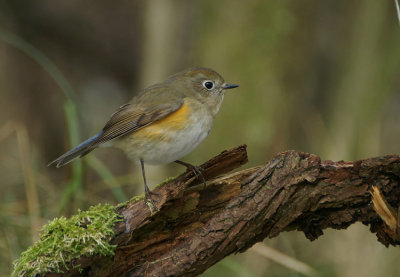 08863 - Red-flanked Bluetail - Tarsiger cyanurus