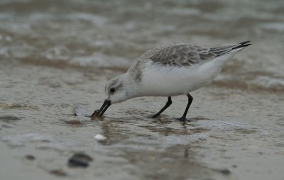 Drieteenstrandloper