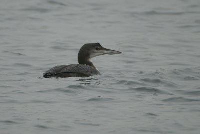 00540 - Great Northern Loon - Gavia immer