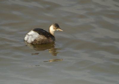 00703 - Little Grebe - Tachybaptus ruficollis