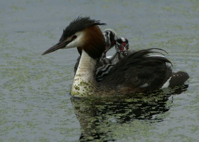 Great Crested Grebe