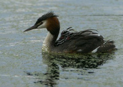 Great Crested Grebe