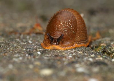 Large red slug