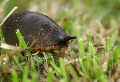 Large red slug