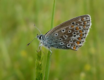 Common Blue