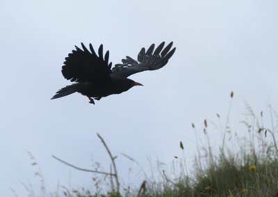 Red-billed Chough