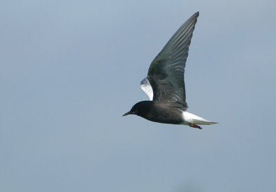 01761 - White-winged Tern - Chlidonias leucopterus