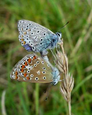Common Blue