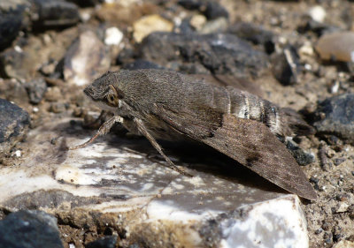 GB - Overige dieren / Other animals