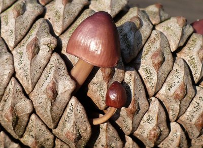 Mushroom in pine cone