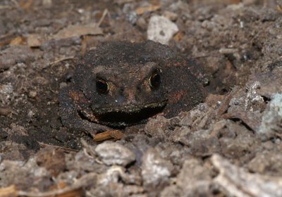 Common Toad