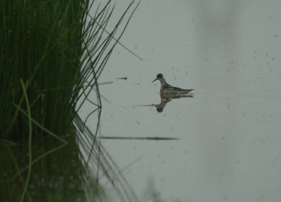 01644 - Red-necked Phalarope - Phalaropus lobatus