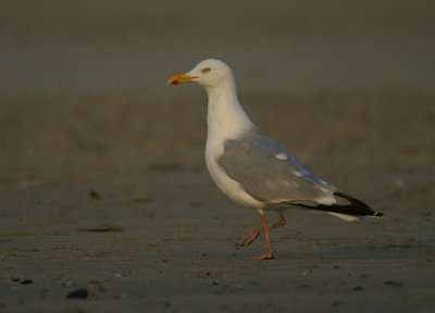 01718 - European Herring Gull - Larus argentatus