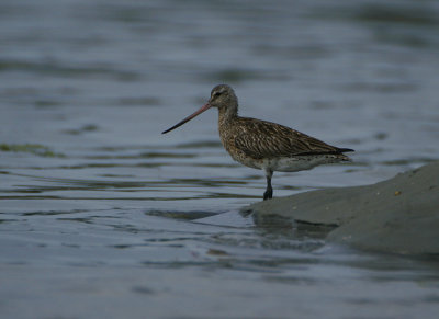 01586 - Bar-tailed Godwit - Limosa lapponica