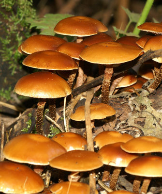 Paddestoel
