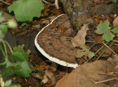 Platte Tonderzwam