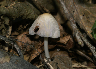 Plooirokje