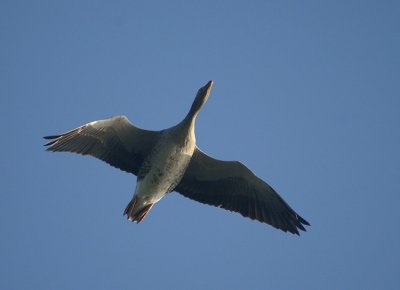 00079 - Greylag Goose - Anser anser
