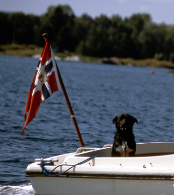 A DOG ON A BOAT