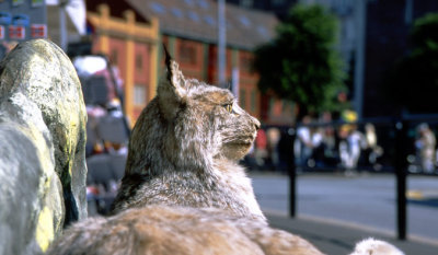 BERGEN-NEAR-THE-FISH-MARKET