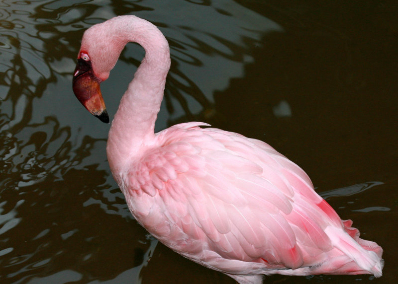 Lesser Flamingo
