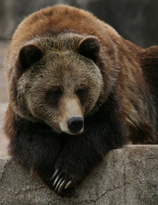 Grizzly Bear