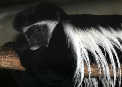 Eastern Black And White Colobus Monkey