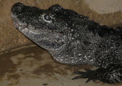 Chinese Alligator