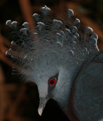 Victoria-Crowned Pigeon
