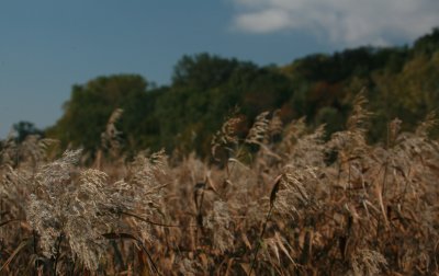 Blowing in the wind.