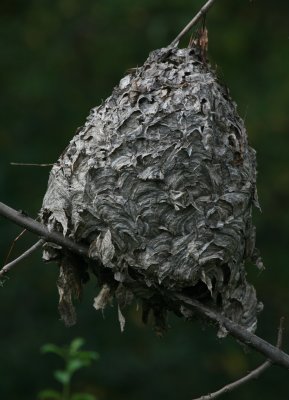 Large Wasp Nest