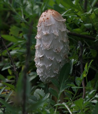 Shaggy Mane Mushroom