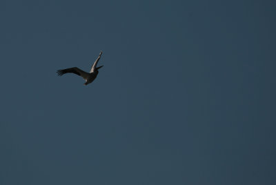Pelican