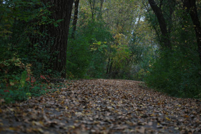 Autumn