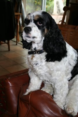 puppy