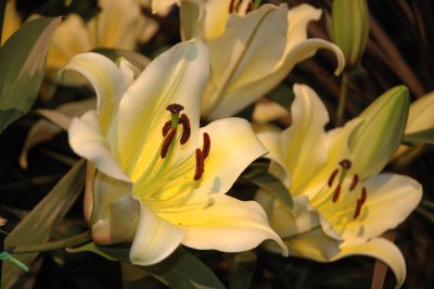 Phily Flower Show
