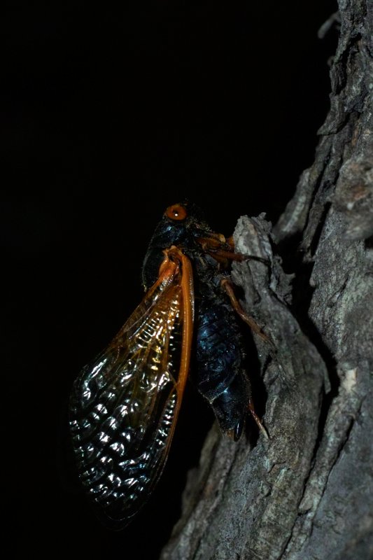 Cicada 1