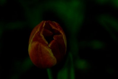 Moonlight Tulip 1