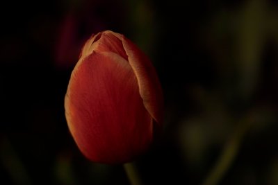 Moonlight Tulip 2