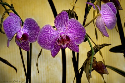 Purple Orchids with Lighting